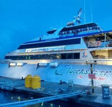 dafodil-sticker-bali-5